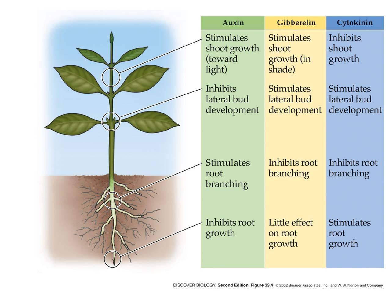 Auxin